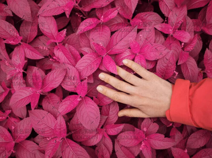 图片[1]-RNI Aerochrome模拟红外效果滤镜Lightroom预设No.L0030-菲林色彩实验室