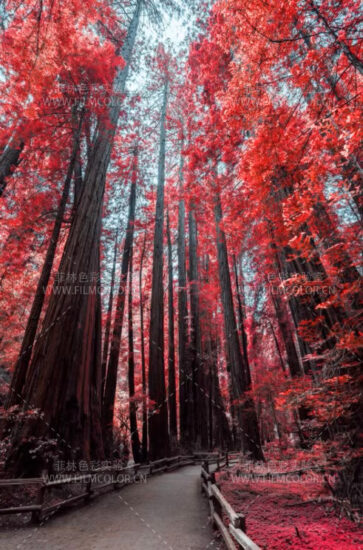 图片[5]-RNI Aerochrome模拟红外效果滤镜Lightroom预设No.L0030-菲林色彩实验室