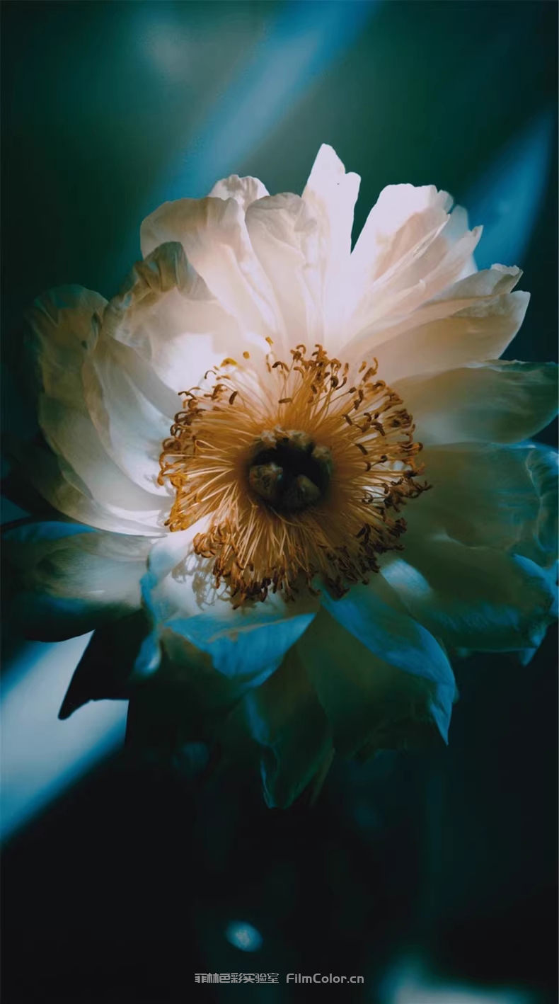 图片[3]-Analogica Lab – Fantastico FiltroLUT0002-菲林色彩实验室