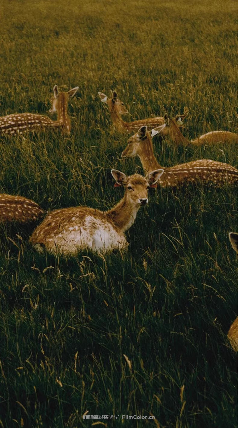 图片[4]-Analogica Lab – Fantastico FiltroLUT0002-菲林色彩实验室